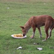 Animal Welfare: Stray Animal Feeding, Care, and Support